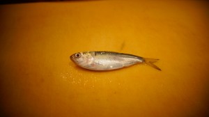 DSC09561